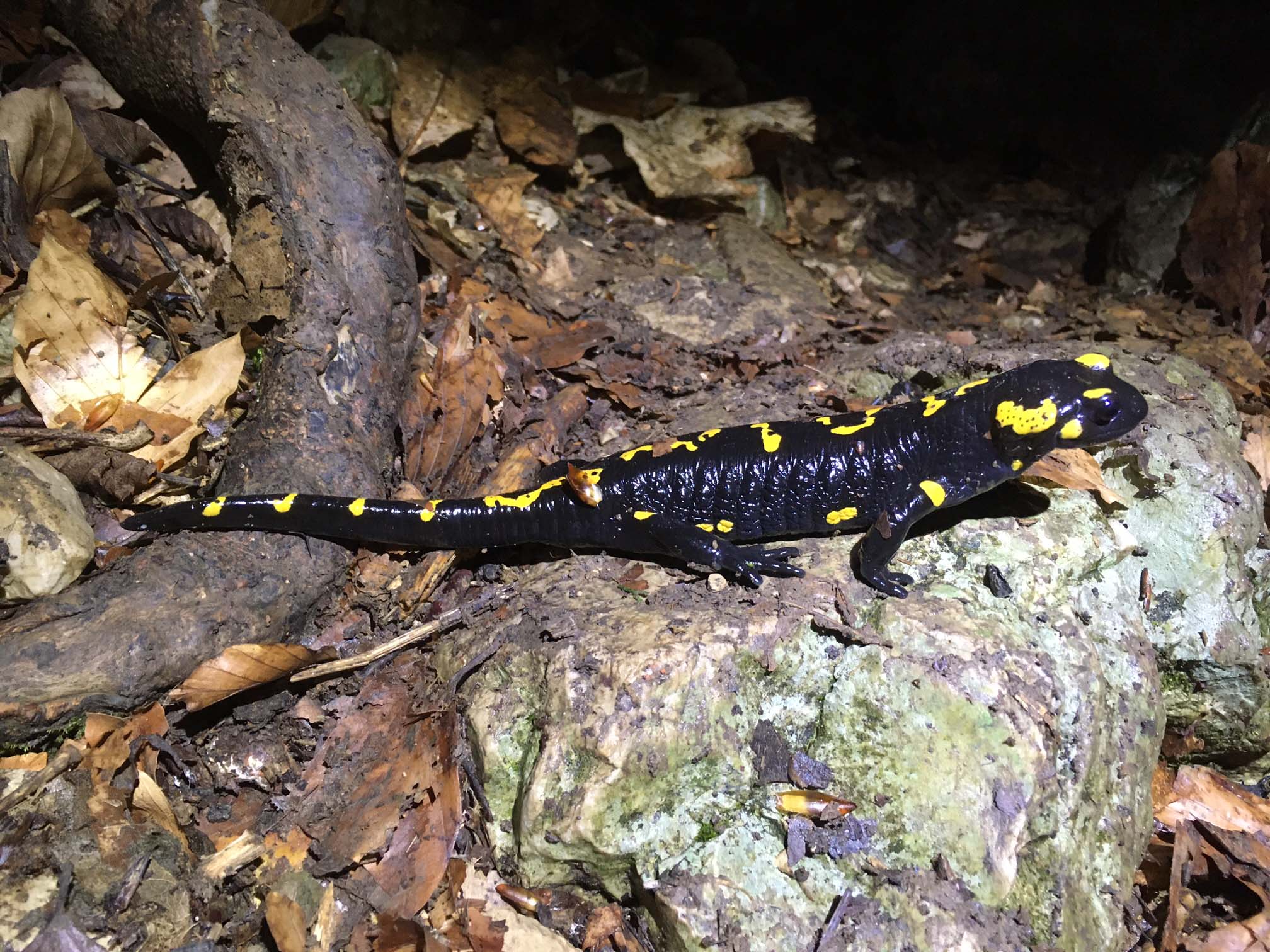 Salamander
